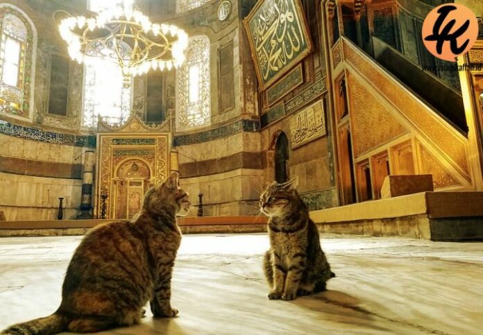 Siapakah Nama Asli Abu Hurairah? | Islam Kaffah
