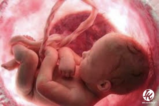 bayi dalam rahim