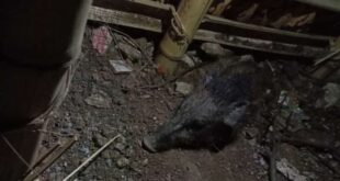 Babi ngepet di Depok