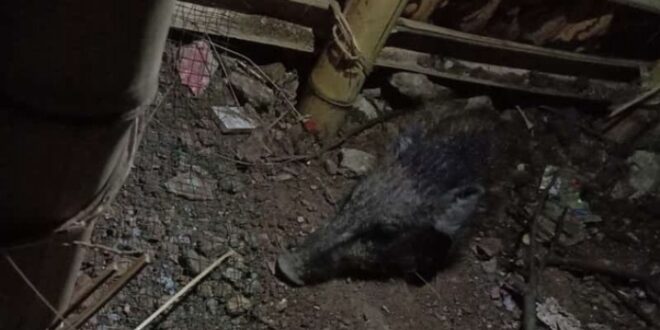 Babi ngepet di Depok