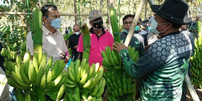 Alumni Pesantren jihad ekonomi dengan budidaya pisang cavendish