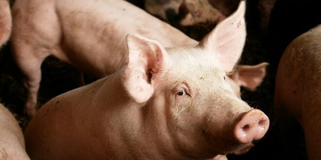 Hati-hati Membeli Makanan, Berikut 25 Istilah Babi Dalam Komposisi Makanan  Yang Harus Dicermati Muslim | Islam Kaffah