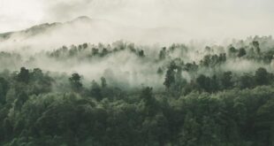hutan 240605140646 375