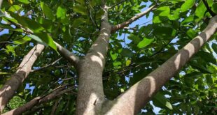 Jejak Gaharu Nusantara di Zaman Nabi: Wewangian dari Timur yang Mengharumkan Dunia Islam 5 pohon gaharu